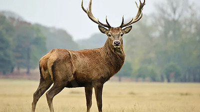 Geçtiğimiz yıl yürütmesi durdurulmuştu: Kızıl geyikler ihale ile vurulacak