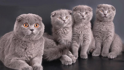 Hayvanları Koruma Kanunu TBMM'ye geliyor