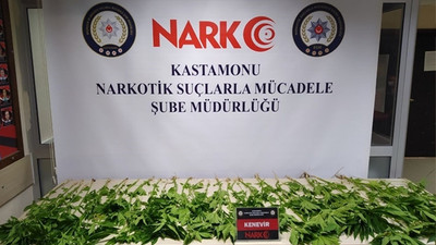 Kastamonu'da 46 kök kenevir bitkisi yakalandı