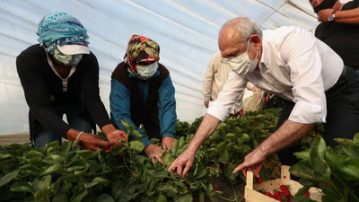 Kılıçdaroğlu, çiftçi kadınlarla çilek hasadı yaptı