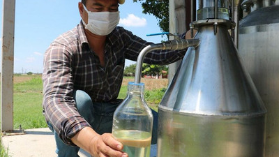 Kilosu 800 liradan satılan lavanta yağının hasadına başlandı