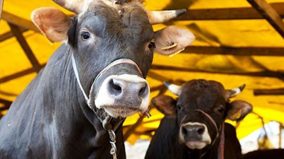 Kızılay duyurdu: Vekâletle kurban kesimi fiyatları belirlendi
