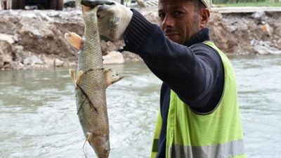Kızılırmak'taki balık ölümlerine inceleme