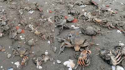 Marmara Denizi ölüyor: Kıyıya onlarca yengeç vurdu
