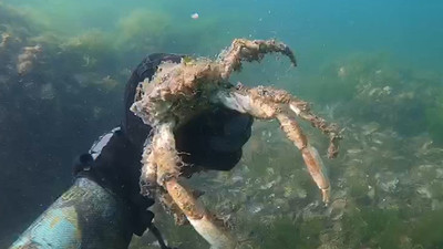 Müsilaj deniz canlılarını öldürmeye devam ediyor