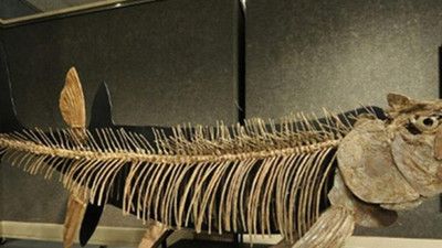 95 milyon yıllık balık fosili bulundu