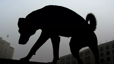 ABD’den Türkiye’ye kısıtlama: Köpeklerde yüksek kuduz riski