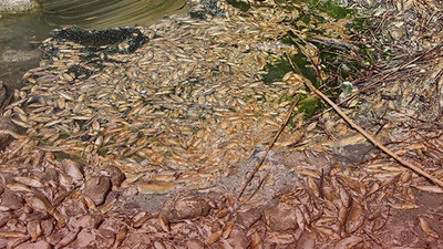 Asi Nehri'nde toplu balık ölümleri
