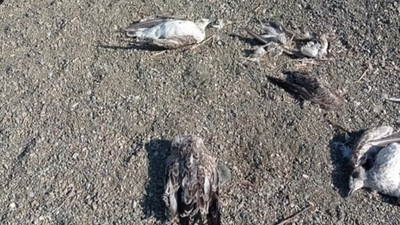 Hazar Gölü’nde toplu martı ölümleri yaşanıyor