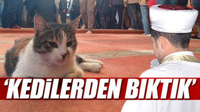 İmamdan cuma hutbesi: Sokak kedilerine mama, su vermeyin 