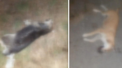 İstanbul'da dehşet... İşkence yapılıp zehirlenen 17 köpek bulundu