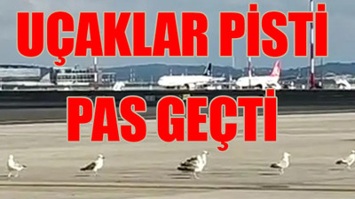 İstanbul Havalimanı'nı dev çekirgeler bastı, onlar martıları çekti...