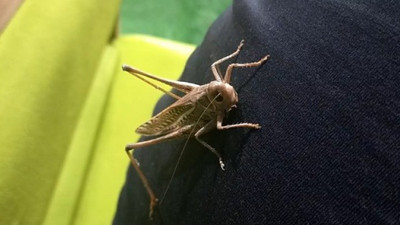 İstanbul'un iki ilçesinde çekirge istilası