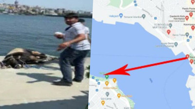 Kasımpaşa’dan denize atlayıp Balat’a kadar yüzen dana kesilmekten kurtulamadı