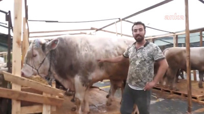 Kurbanlıklar İstanbul'a geldi: Üretici maliyetten şikayetçi