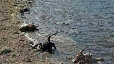 Kütahya'da kurban kellelerini baraja attılar