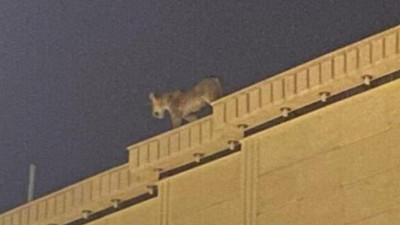 Mahalleli gözlerine inanamadı... Evin çatısında dolaşan aslan paniğe neden oldu