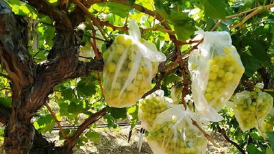 Manisa'da bir çiftçi 4 bin salkım üzümü çöp poşetleriyle kapladı