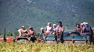 Mevsimlik tarım işçilerinin hayat mücadelesi: 7 ayda 7 ölü, 120 yaralı