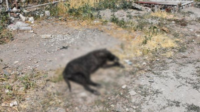 Sivas’ta bir köpek av tüfeğiyle vurularak öldürüldü