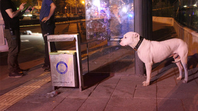 Sokak ortasında öldürülen sahibinin başından ayrılmadı