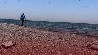 Van Gölü'nde toplu martı ölümleri: Açlık, stres...