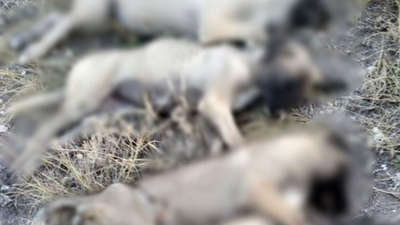 Ankara'da 5 sokak köpeği ölü bulundu