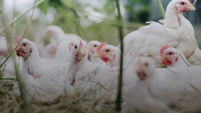 Bartın'da selde 24 bin tavuk öldü