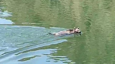 Erzurum’da, sıcaklar nedeniyle bir bozayı yüzerken görüntülendi