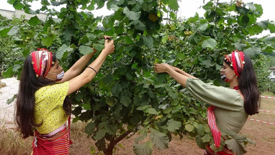 Fındıkta hasat zamanı... Fındık kaç TL olacak?