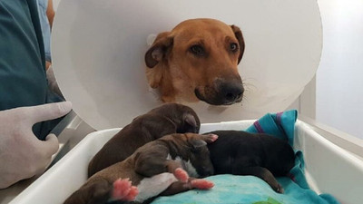 Hamile köpek doğum yapmak için hastanenin acil servisine gitti