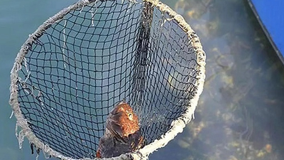 İstanbul'da balık ve yengeç ölümlerinin nedeni belli oldu