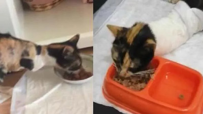 İstanbul'da vahşet: Kedilerin bacaklarını ve kuyruklarını kestiler