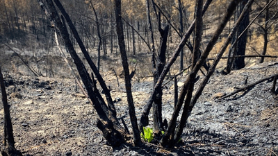 Manavgat'ta yanan ormanda ilk hayıtlar filizlendi