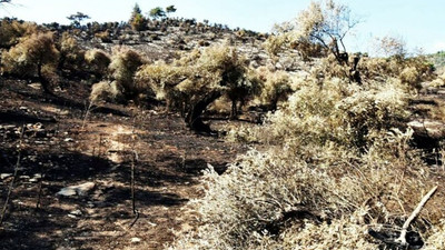 Milas’ta zeytinlik alanı kundaklayan üç kişi tutuklandı