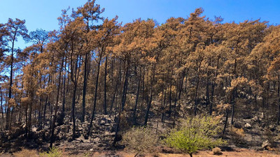 Muğla’da yanan ormanlardan sevindiren haber