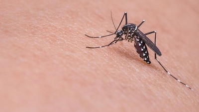 Ölümcül sinek İstanbul'dan sonra birçok ile sıçradı