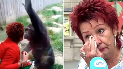 'Şempanzeyle ilişkisi' olduğunu söyleyen kadının şempanzeleri ziyaret etmesi yasaklandı