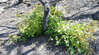 Tunç Soyer: Menengiç ağaçları yeşermeye başladı bile