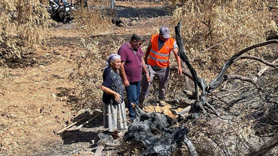 Bodrum Belediyesi yangında zarar görmüş zeytin ağaçlarının sağlıklı gelişmesi için çalışma başlattı