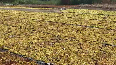 Çiftçiler açıklanan üzüm alım fiyatına tepkili: Traktörümü satacağım