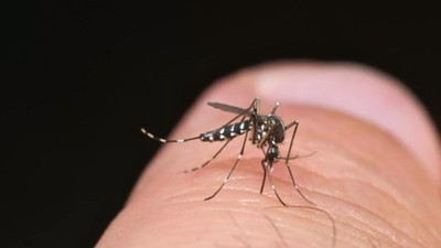 İstanbul'da sivrisineklerin üreme haritası çıkarıldı