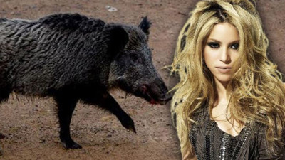 Shakira, yaban domuzlarının saldırısına uğradı