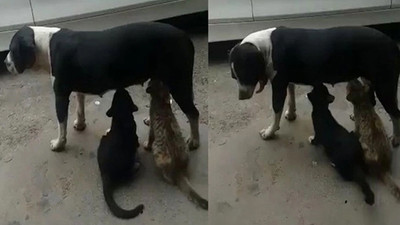 Anneleri ölen kedileri köpek emziriyor