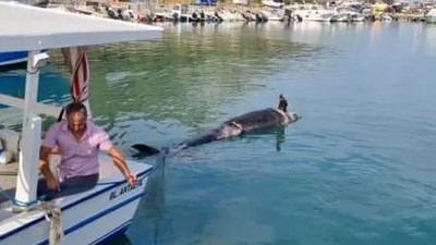 Antalya’da yalancı katil balina ölüsü kıyıya vurdu 