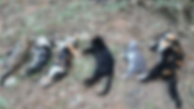 Bodrum'da vahşet: 20 kedi katledildi