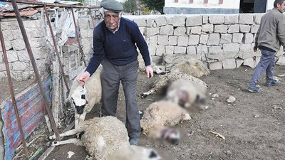 Borçla aldığı hayvanlarına kurt saldırdı