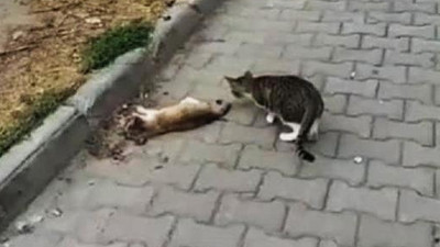 Çanakkale'de vahşet: Çok sayıda kedi zehirlenerek öldürüldü