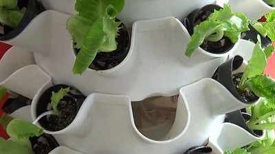 Çiğ köfteci, artan maliyetlerin çaresini dükkanında marul yetiştirmekte buldu