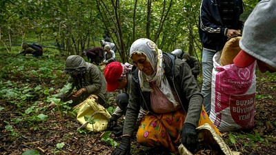 Fındık işçileri Nutella'ya tepki gösterdi: Bu düpedüz bir sömürüdür